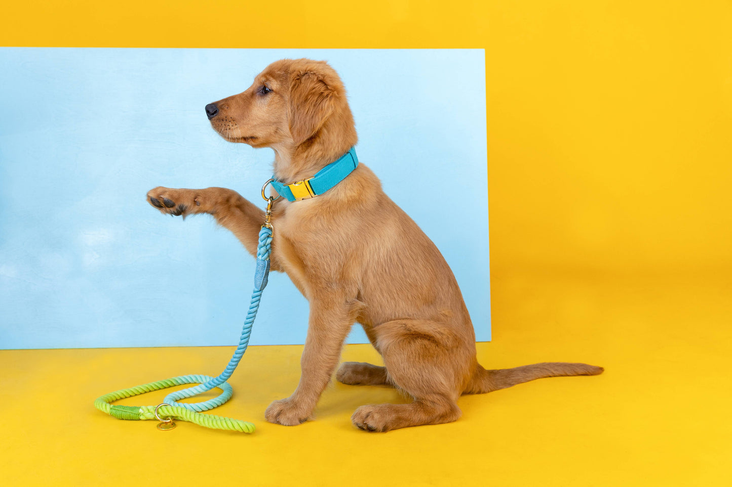 Alexandria Rope Dog Leash | Dog Leash | Blue Ombre Leash