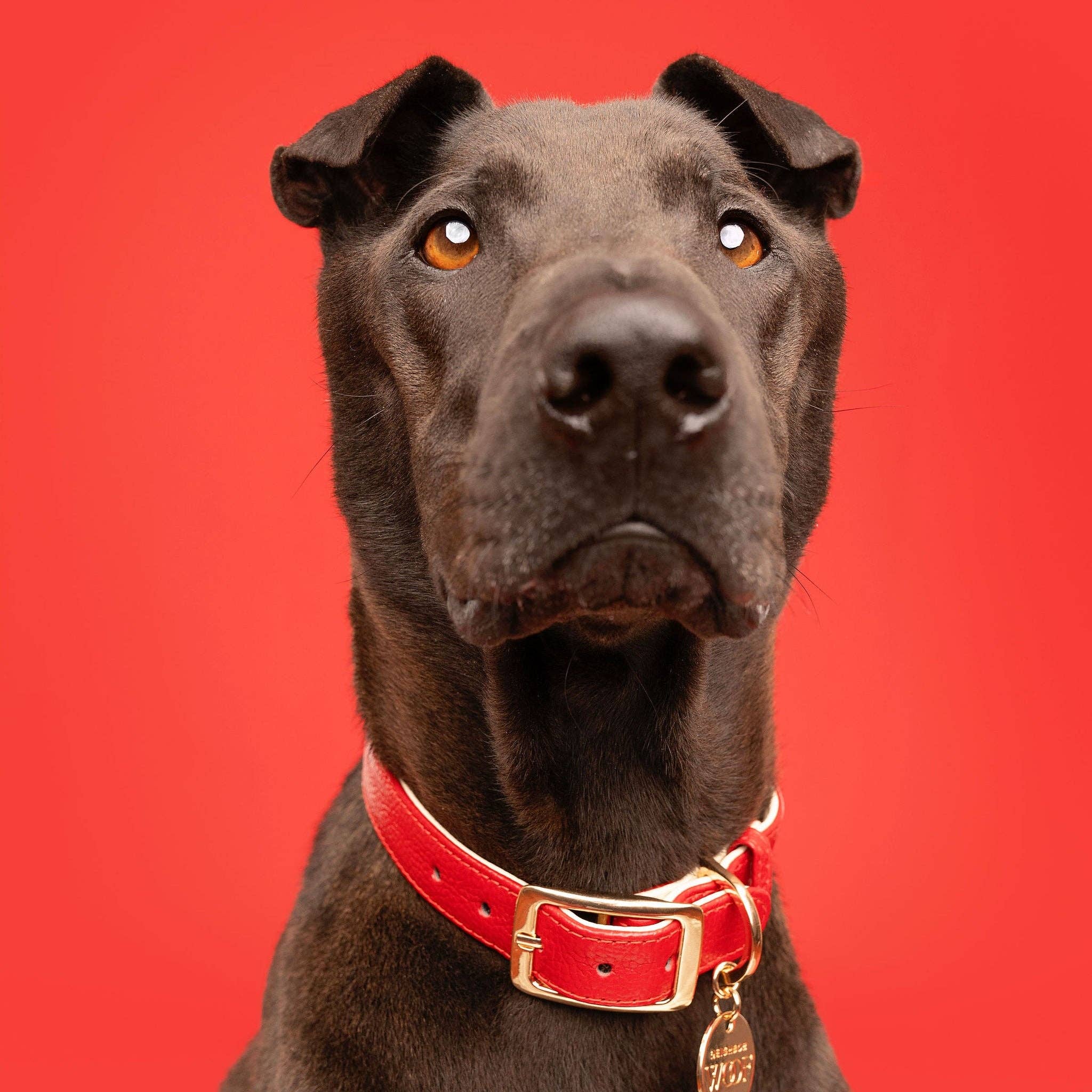 Red Rose Dog Collar