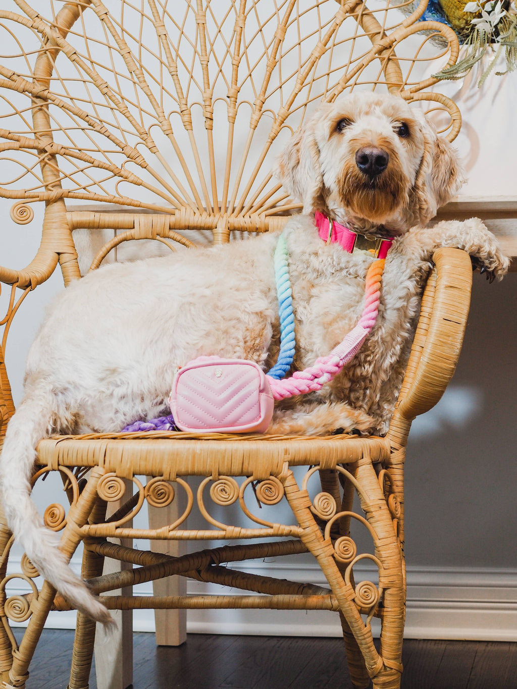 Nola Rope Dog Leash | Dog Leash | Rainbow Leash