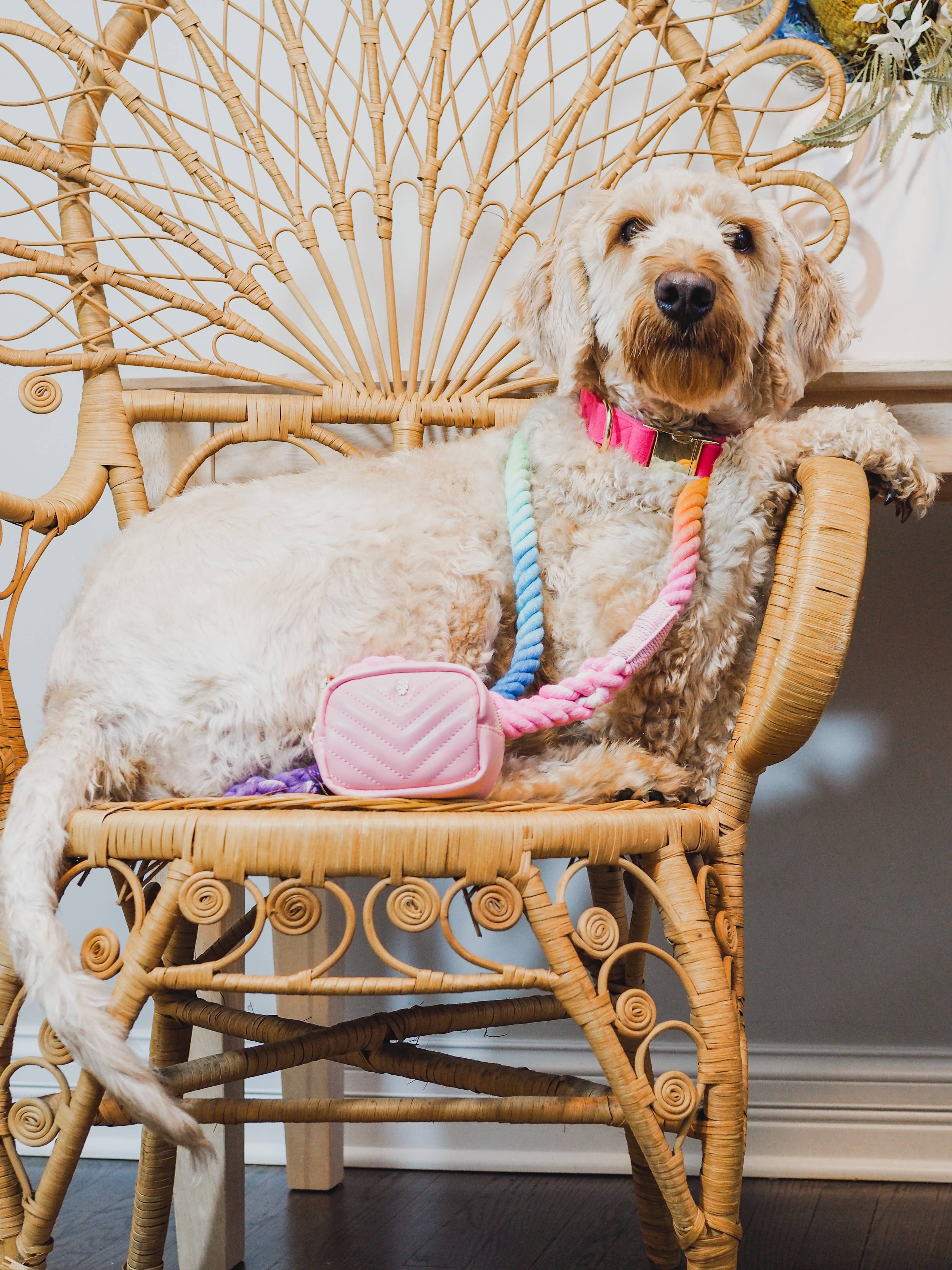 Nola Rope Dog Leash | Dog Leash | Rainbow Leash