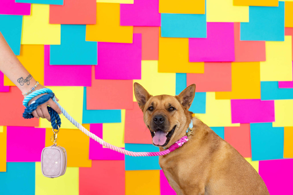 Maddox Rope Dog Leash | Dog Leash | Blue And Pink Leash