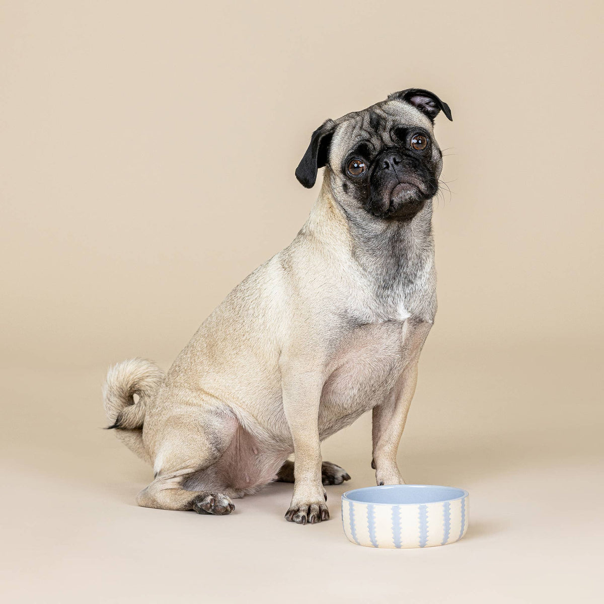 ROUNDED SCALLOP POWDER BLUE SMALL PET BOWL