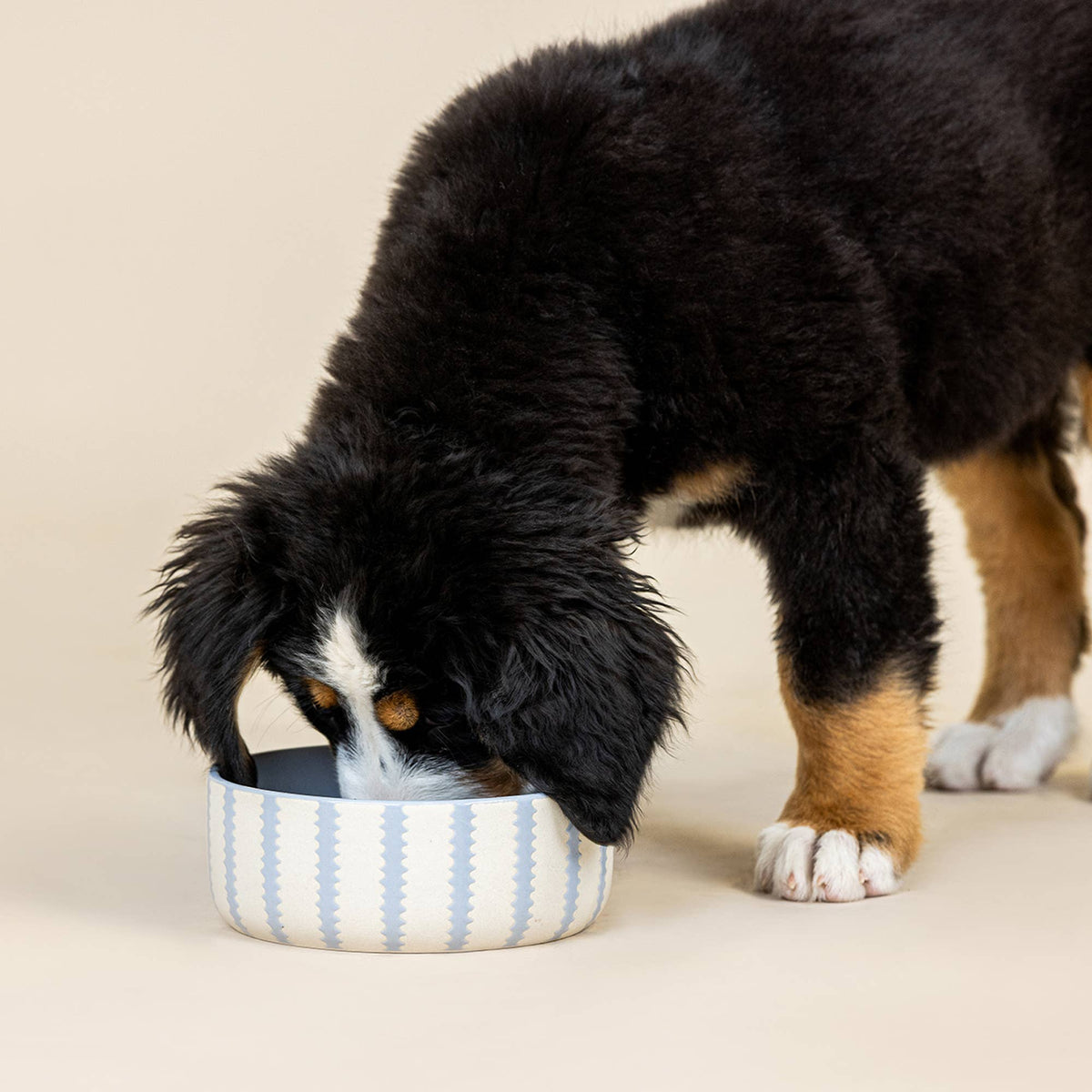 ROUND SCALLOPED MEDIUM PET BOWL