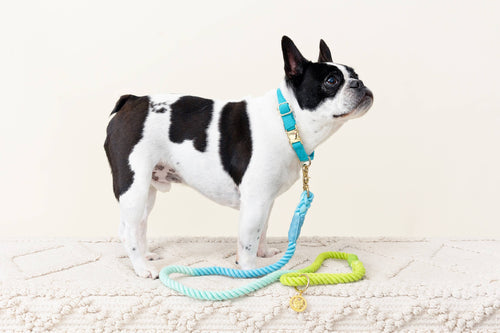 Alexandria Rope Dog Leash | Dog Leash | Blue Ombre Leash