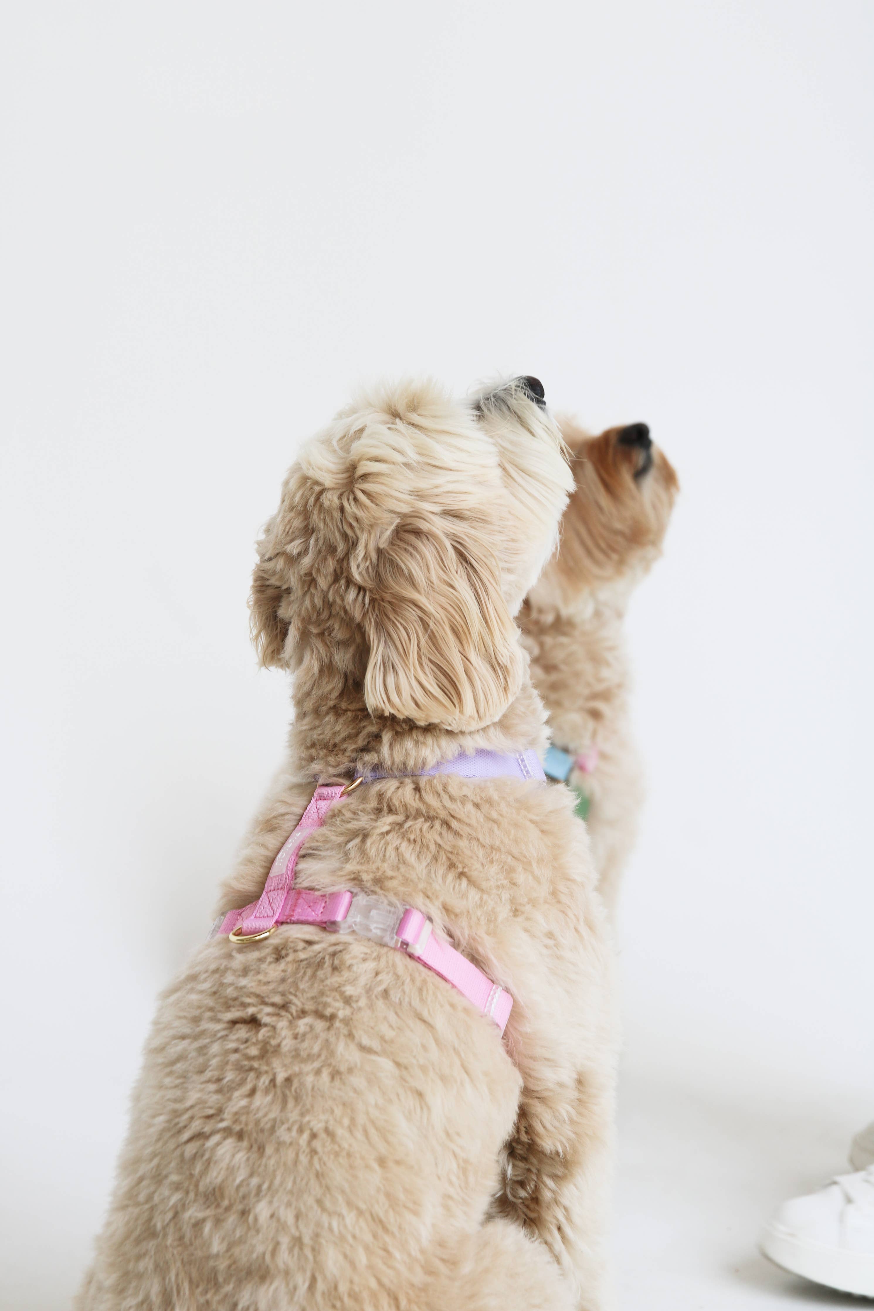 Lavender + Pink - Dog Harness