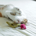 Radish Cat Toy