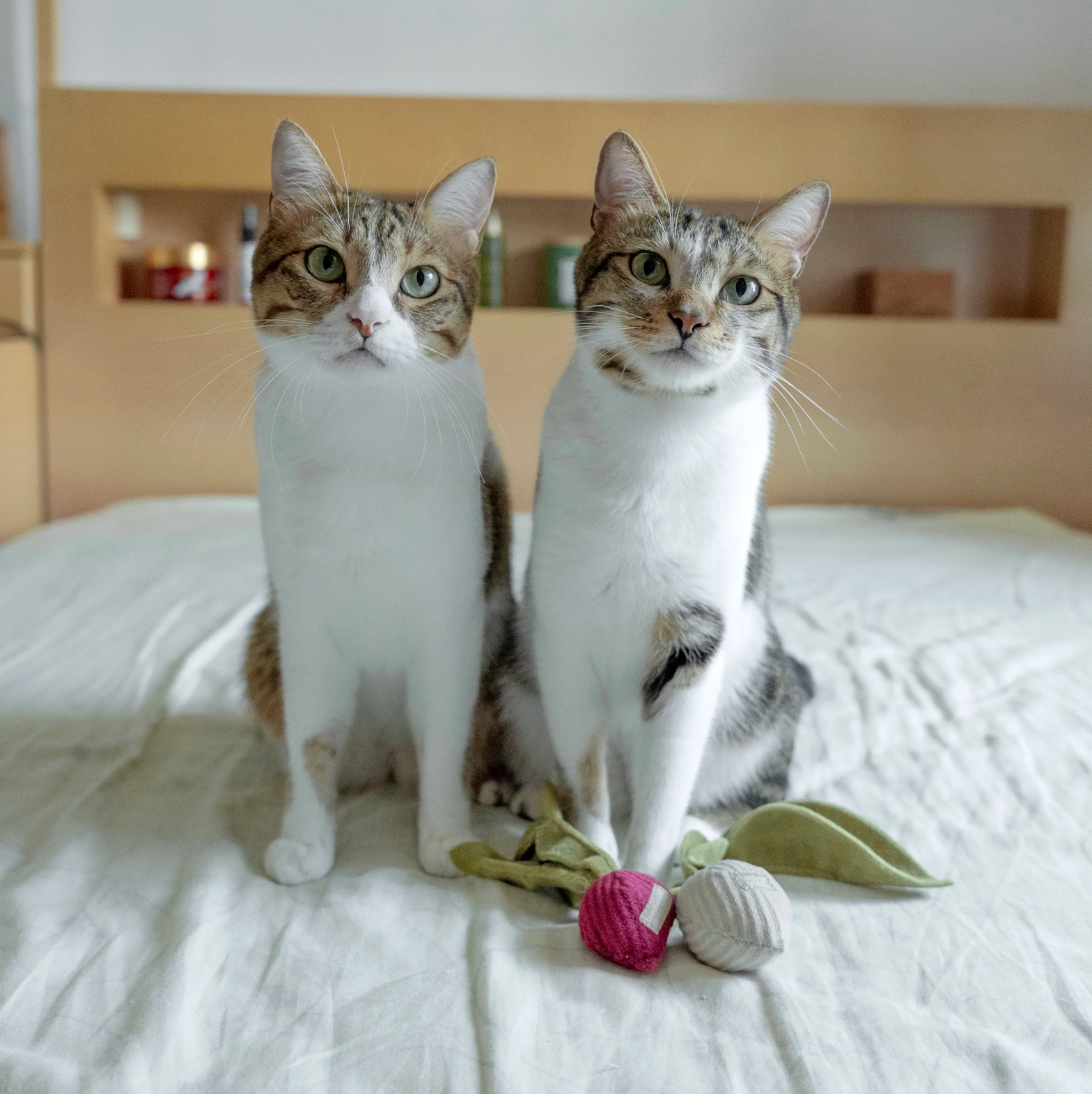 Radish Cat Toy