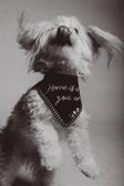Home is Where You Are Bandana