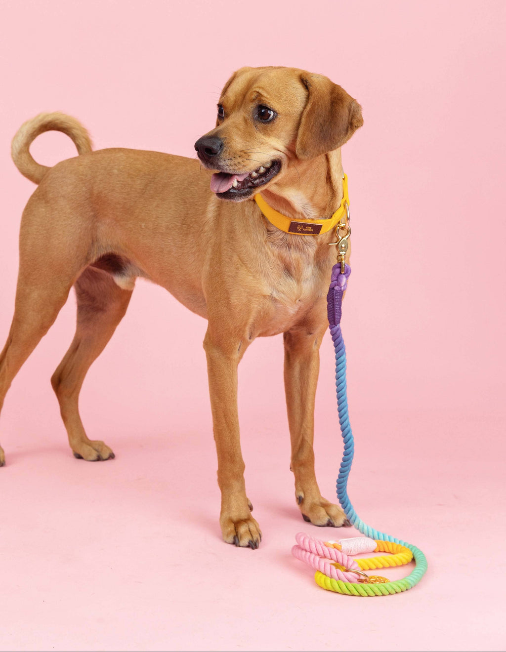 Nola Rope Dog Leash | Dog Leash | Rainbow Leash