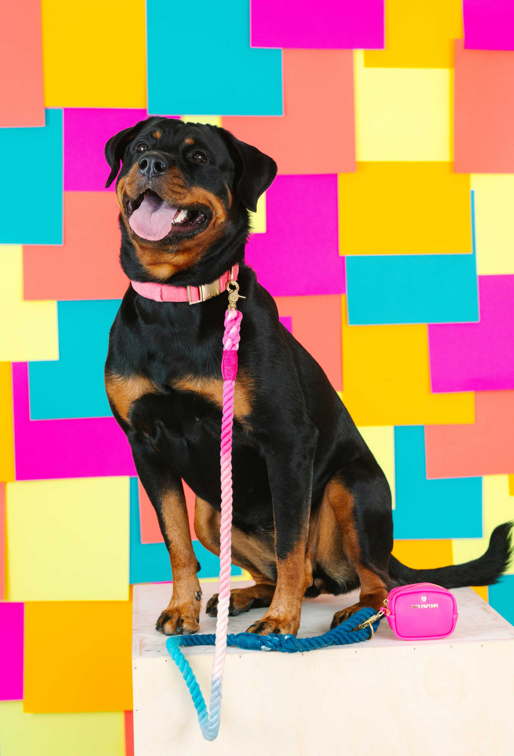 Maddox Rope Dog Leash | Dog Leash | Blue And Pink Leash