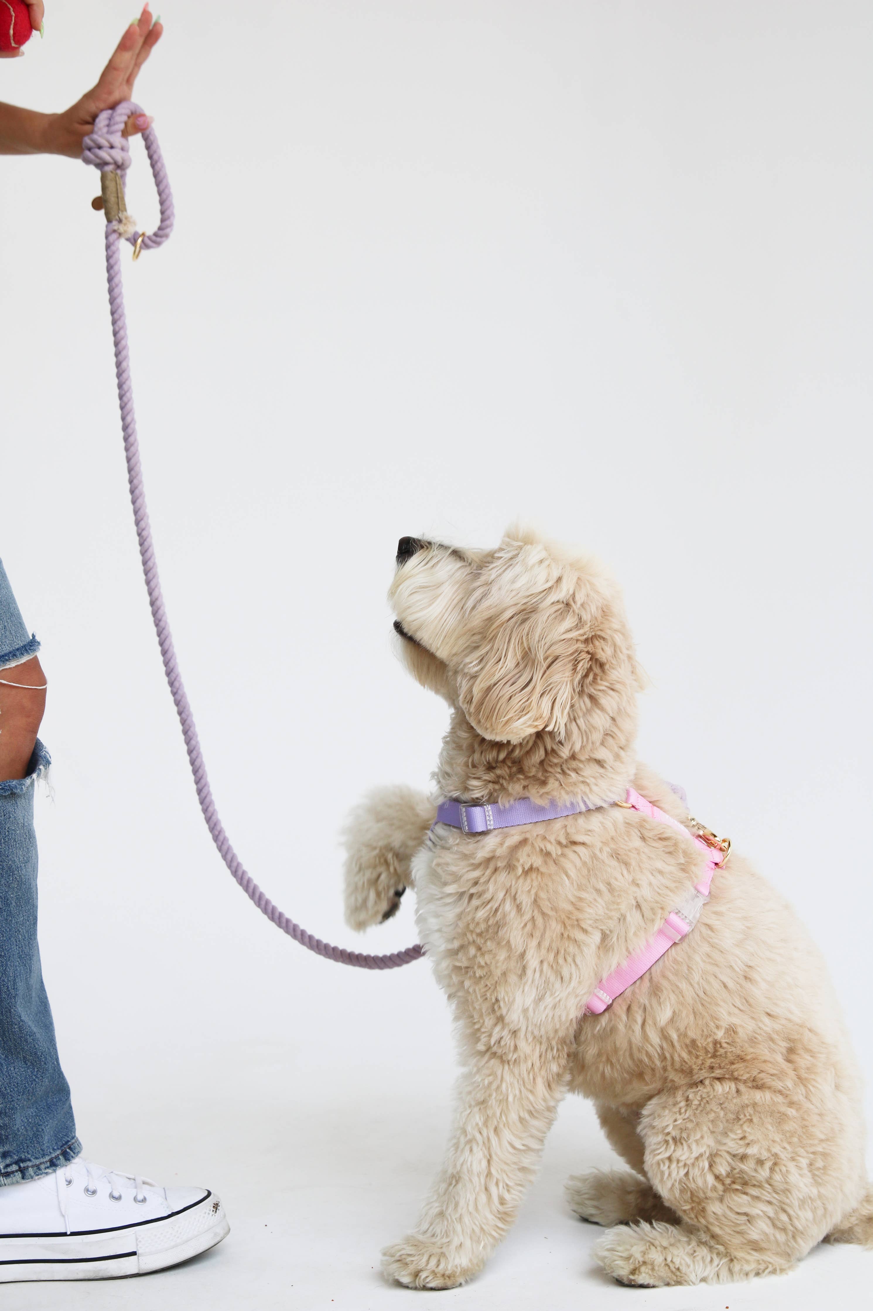 Lavender + Pink - Dog Harness