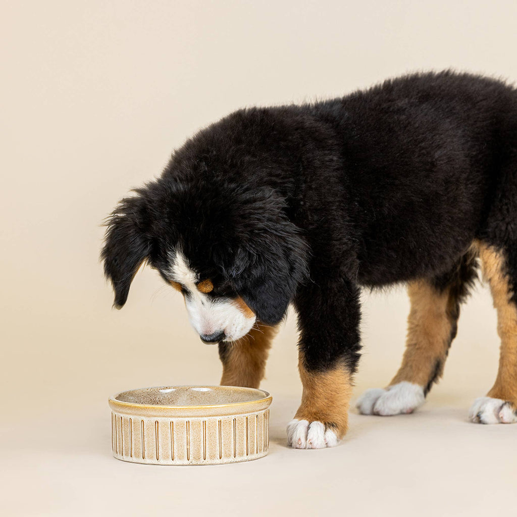 VERTICAL STRIPE BUFF MEDIUM PET BOWL