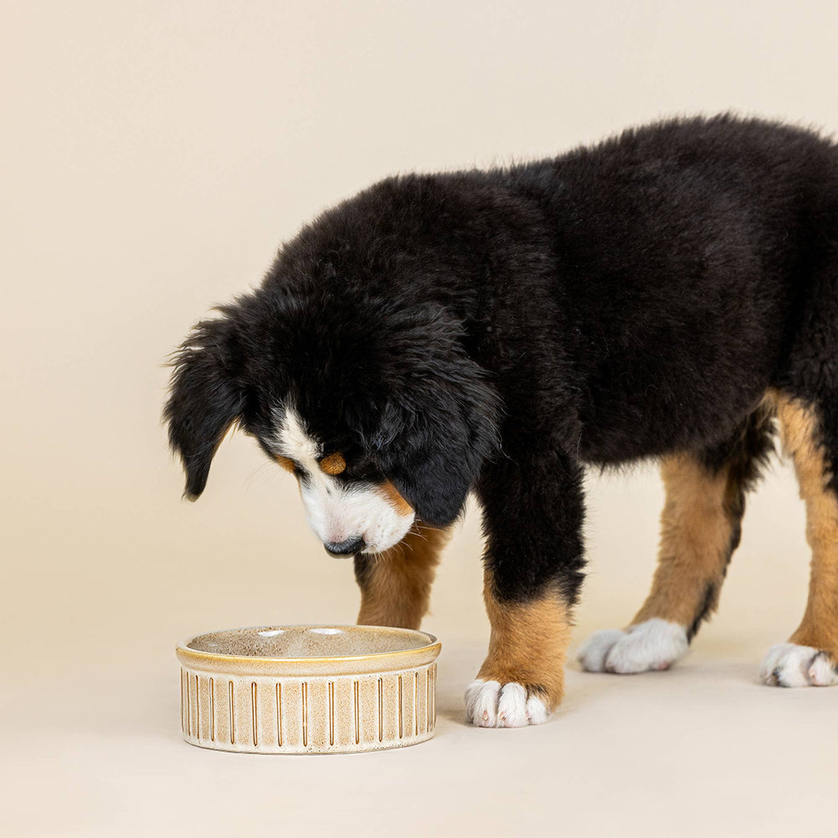 VERTICAL STRIPE BUFF MEDIUM PET BOWL