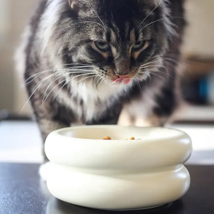 Elevated Halo Pet Bowl