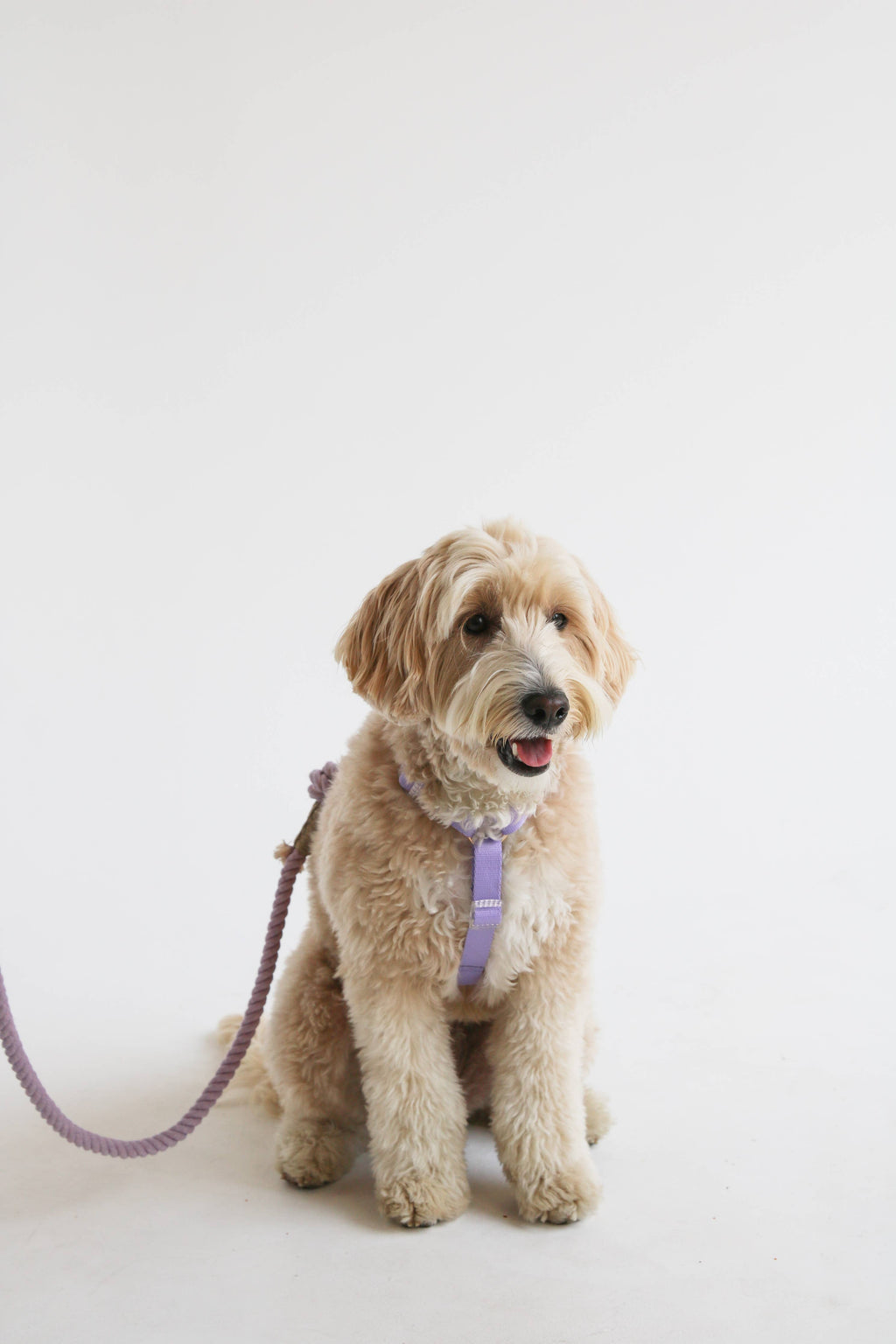 Lavender + Pink - Dog Harness