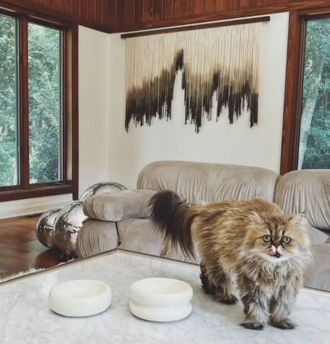 Elevated Halo Pet Bowl