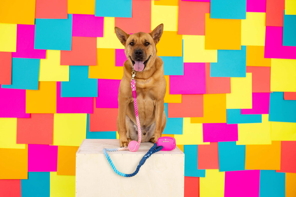 Maddox Rope Dog Leash | Dog Leash | Blue And Pink Leash
