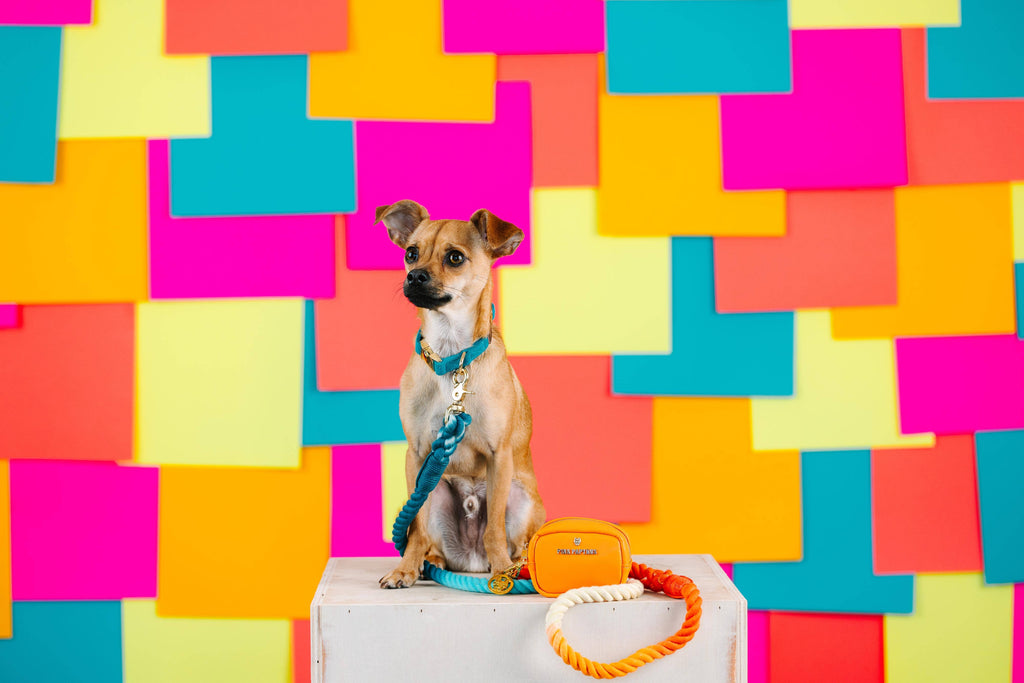 Beau Rope Dog Leash | Dog Leash | Blue And Orange Leash