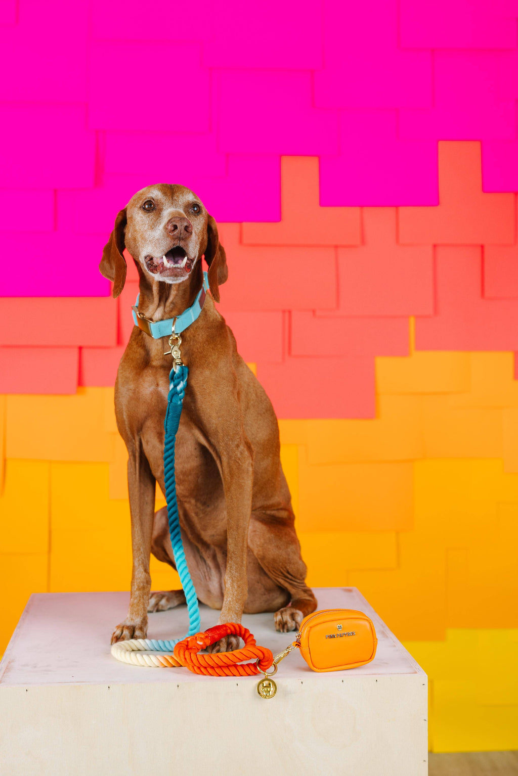 Beau Rope Dog Leash | Dog Leash | Blue And Orange Leash